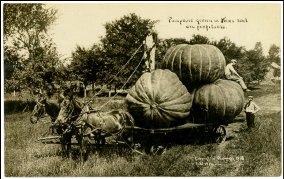 Exaggerated pumpkin postcard