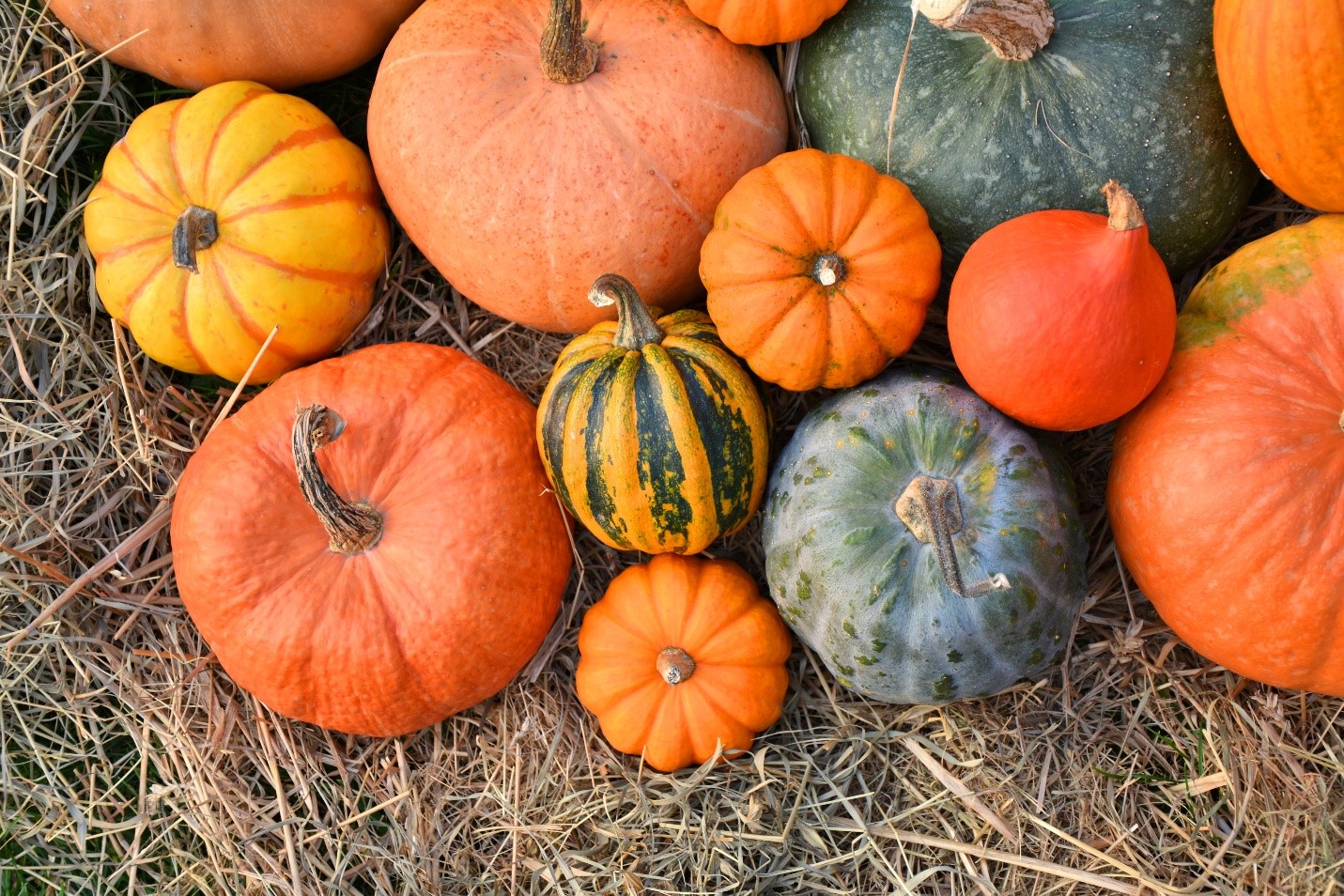 Gourds and Pumpkins